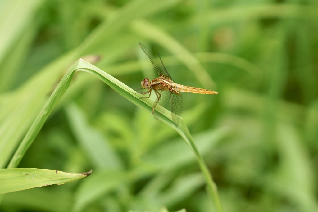 ショウジョウトンボのメス