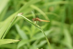ショウジョウトンボのメス