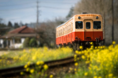 菜の花電車