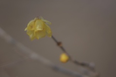 北鎌倉のかおり