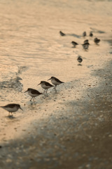 渚の小鳥たち