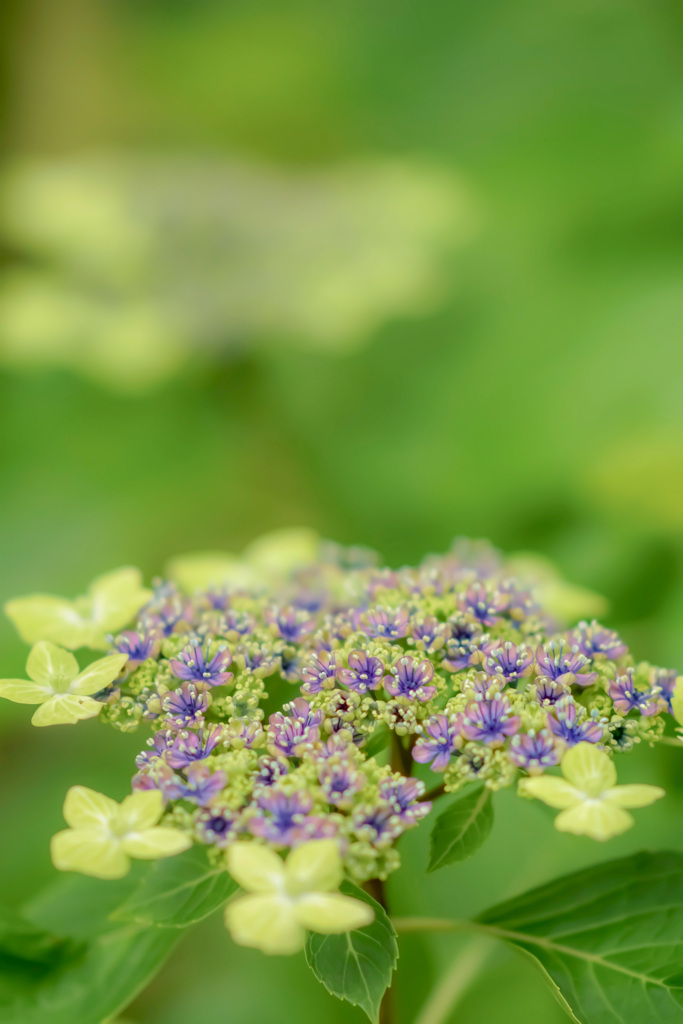 お気に入りの紫陽花♡