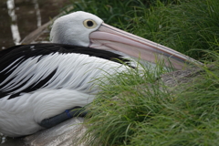 ペリカンさん。^^