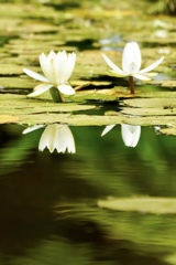 どっちも上のスイレンの花
