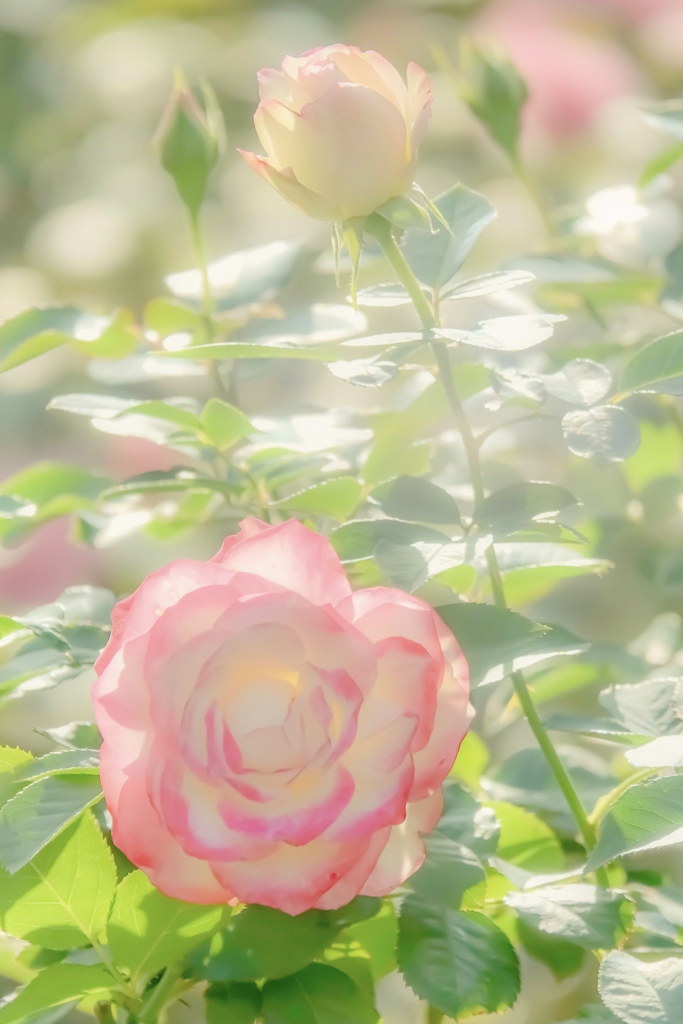 光の中のそれ。