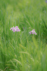 さわやか　かわいい　ピンクの菖蒲