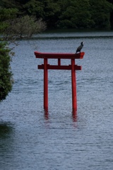 鳥が居ます♪