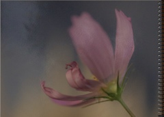 スケッチ　「秋の夜」