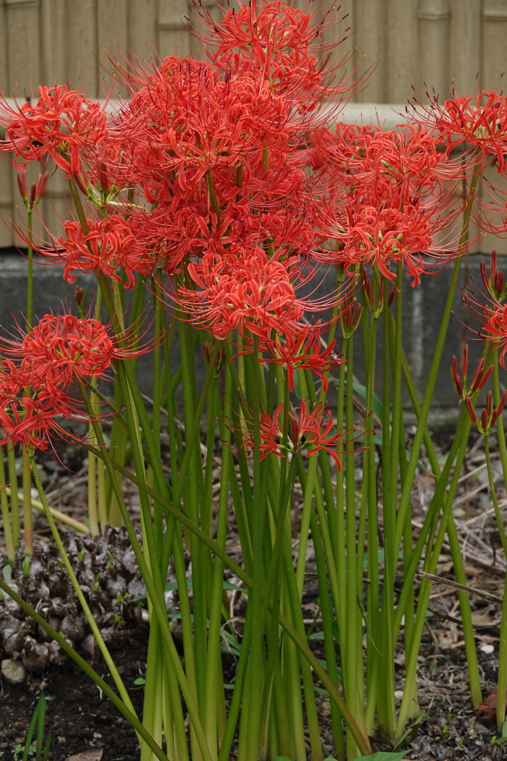 日本のお花