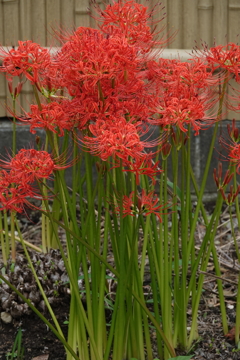 日本のお花