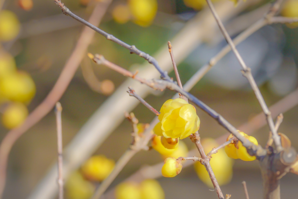 キャンディ　レモン味(^｡^)