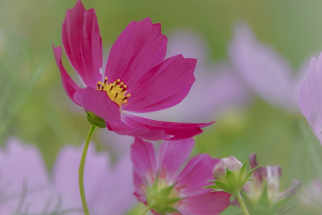 ミーのスケッチブック