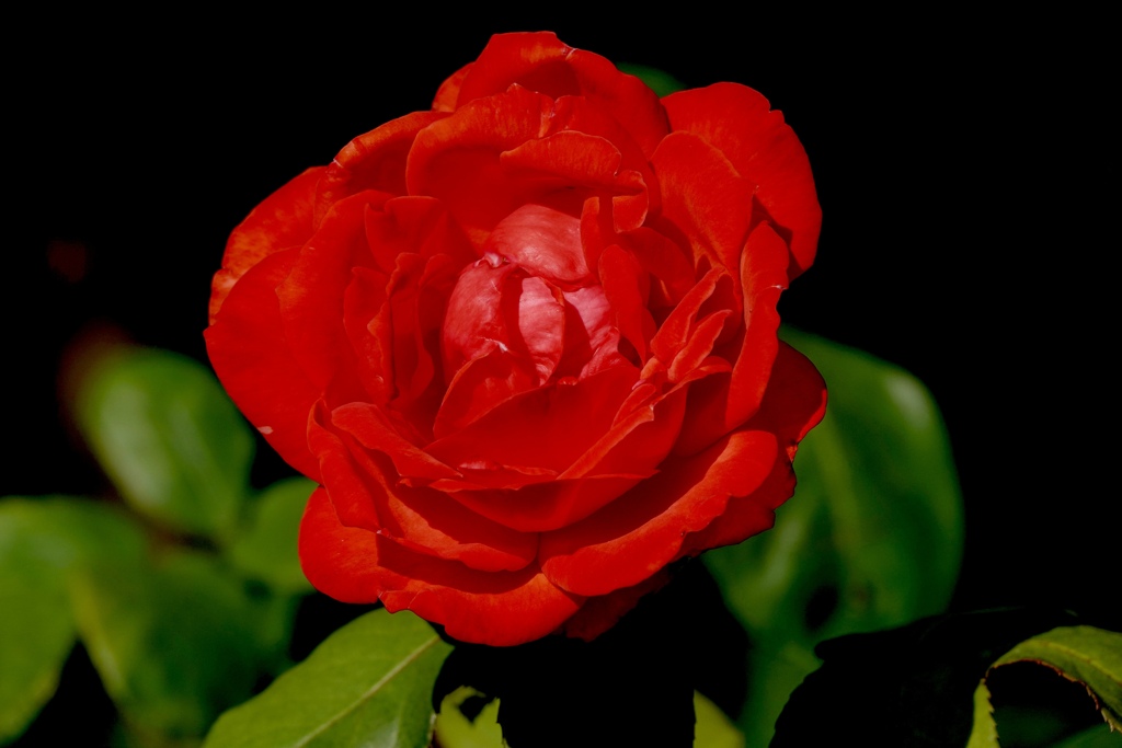 情熱の薔薇