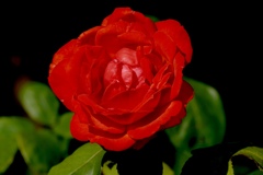 情熱の薔薇
