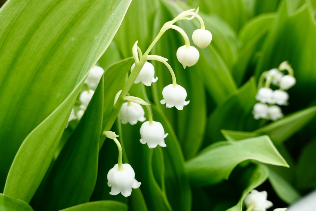 バケラッタ٩( ᐛ )و