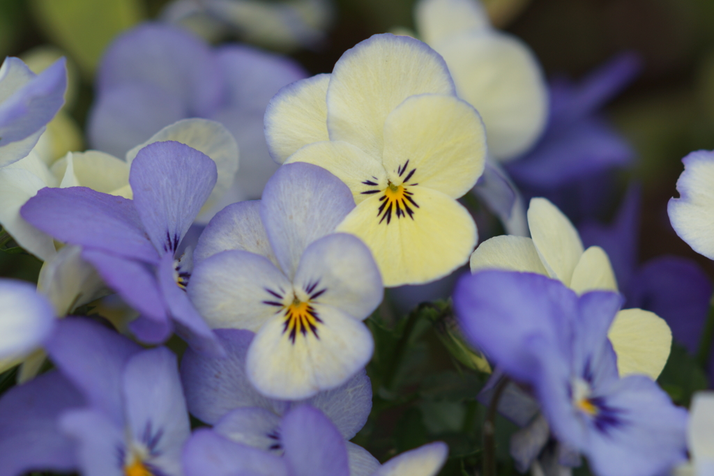 春の花フェス　ビオラ