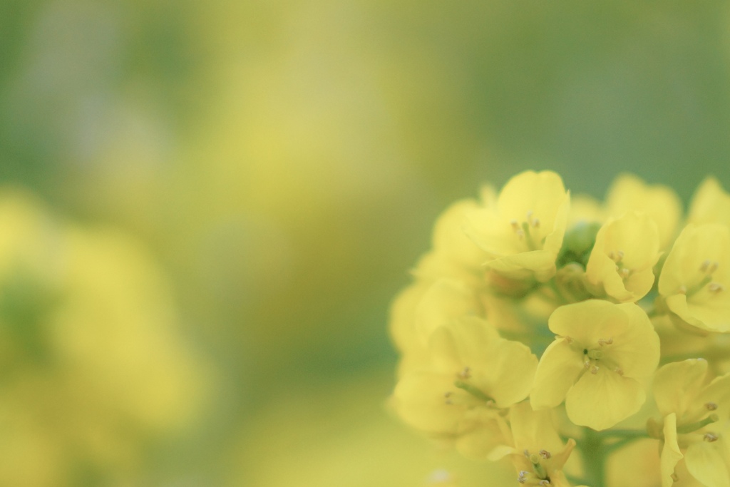 P.S.  菜の花の咲く頃