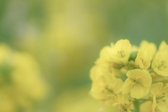 P.S. 菜の花の咲く頃