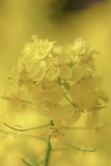 うれしい٩(^‿^)۶