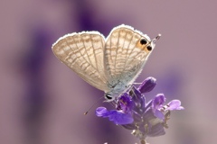 むらさきの花が好き