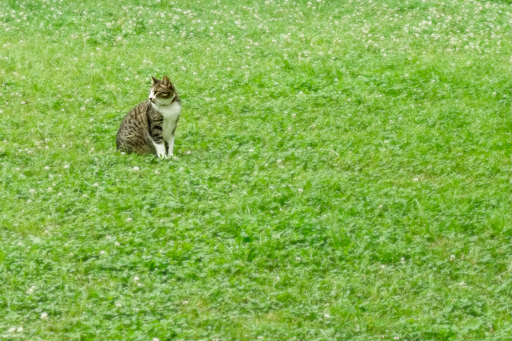 ねこのきもち