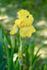 フレーフレーわたし٩(^‿^)۶