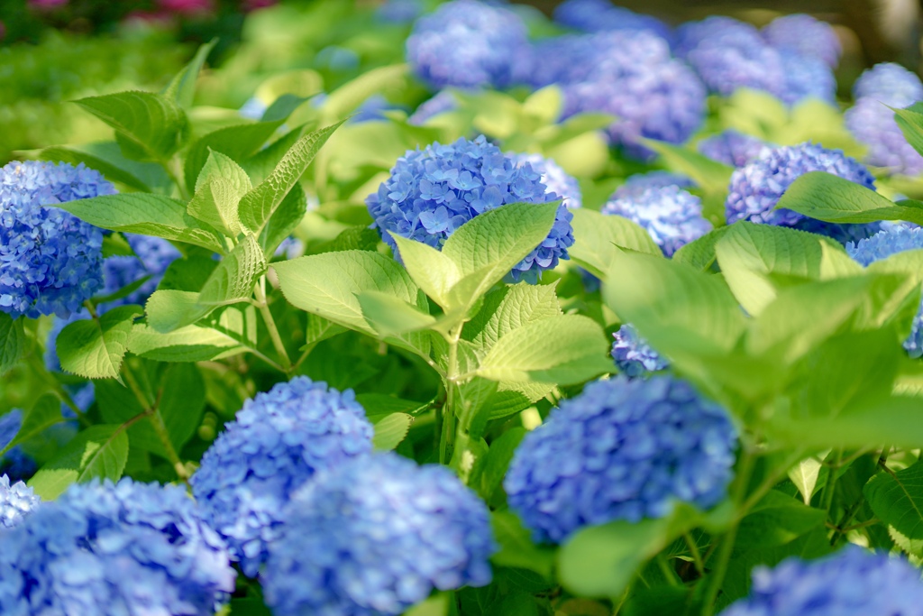 あじさい