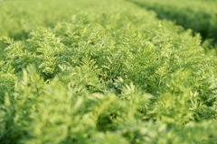 にんじんの葉っぱ