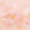 桜の栞