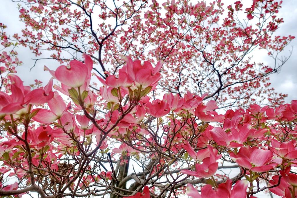 わたしの見た空