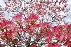 わたしの見た空