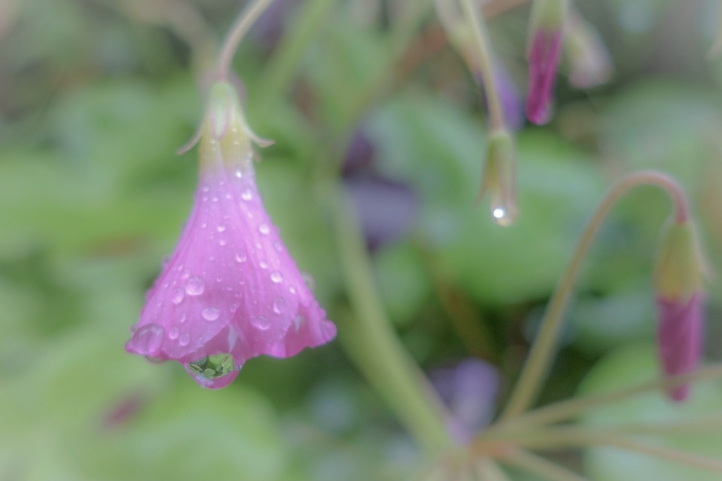 雨のしずく☆