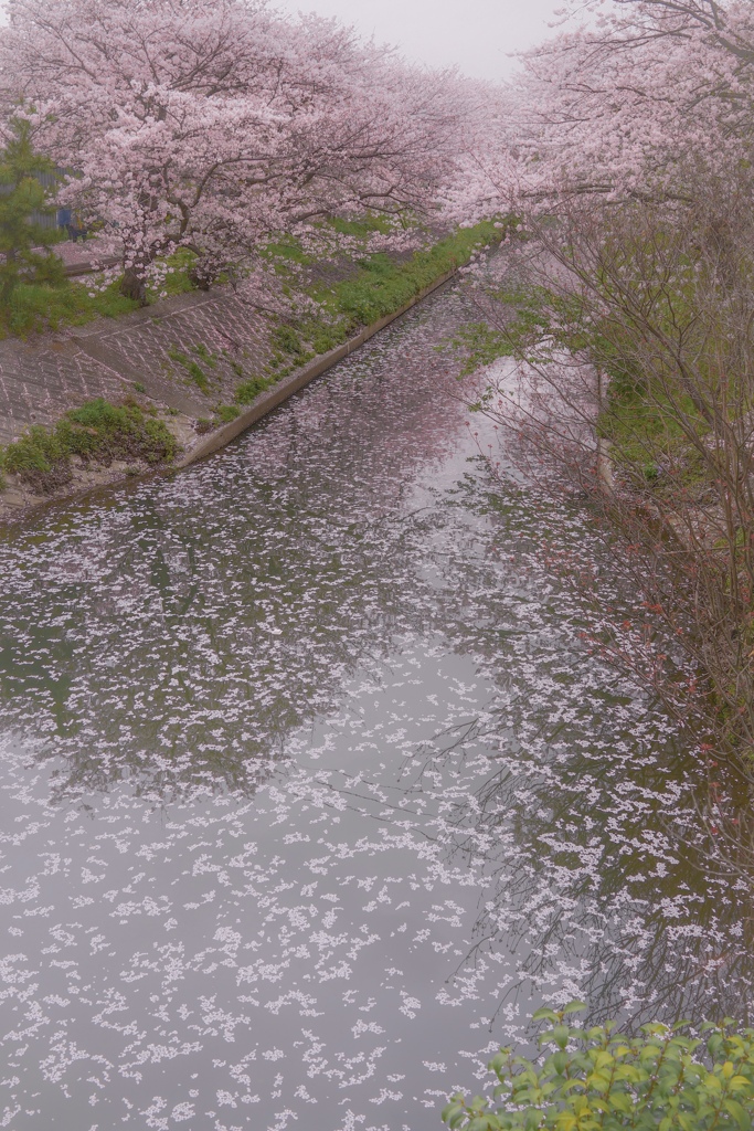 桜流し