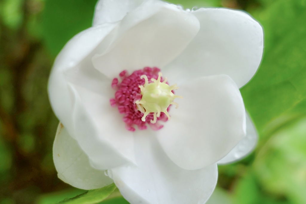 おおやまれんげでした( ◠‿◠ )