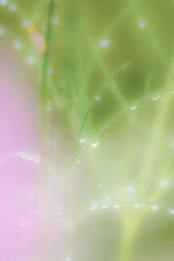 雨上がりのホタル