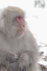 雪山の猿