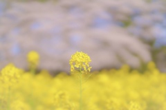 黄色とピンクでいっぱいだった٩(^‿^)۶