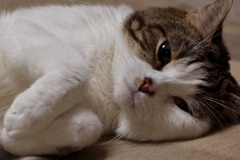 催眠術　1