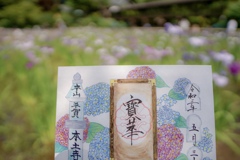 あじさいの御朱印
