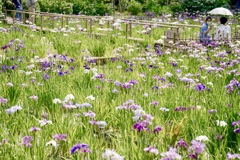 しょうぶがきれいだった( ◠‿◠ )