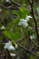 11月のエゴノキ