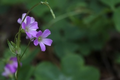カタバミのお花