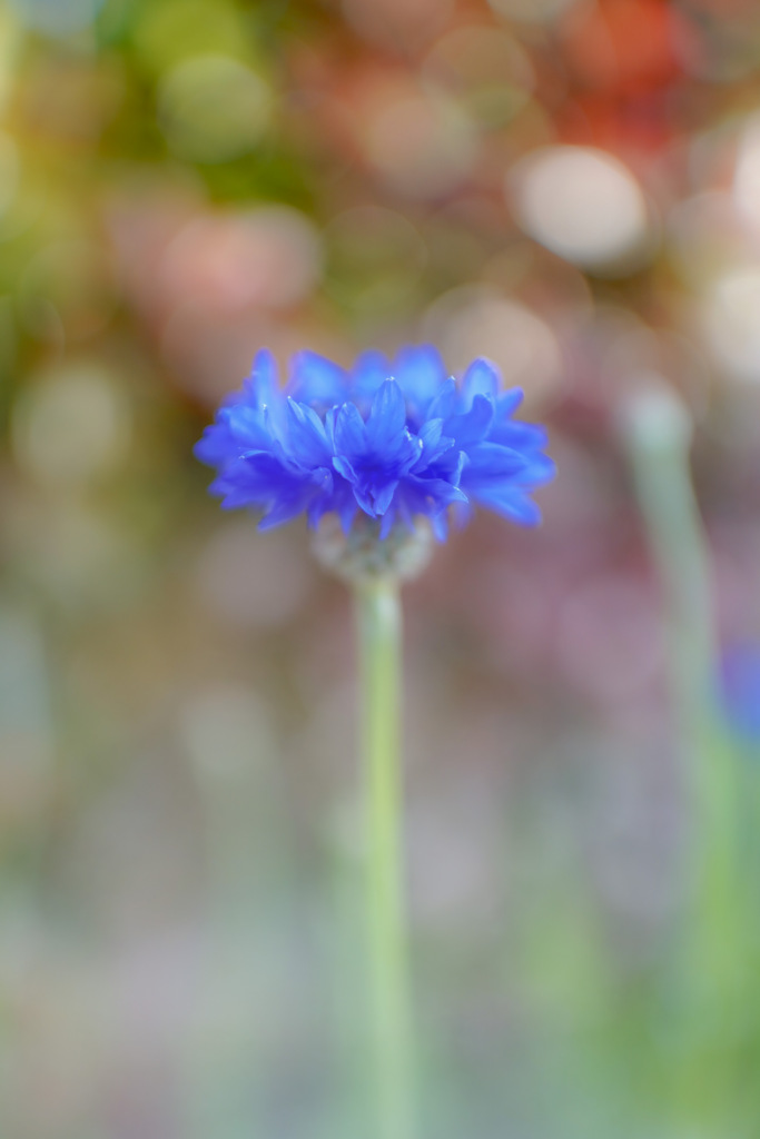 サファイア ブルーの花