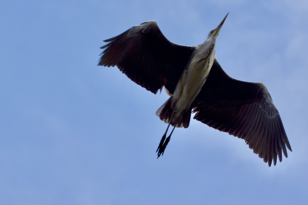 写れ〜！o(･x･)/