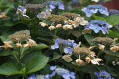 ７月のあじさい