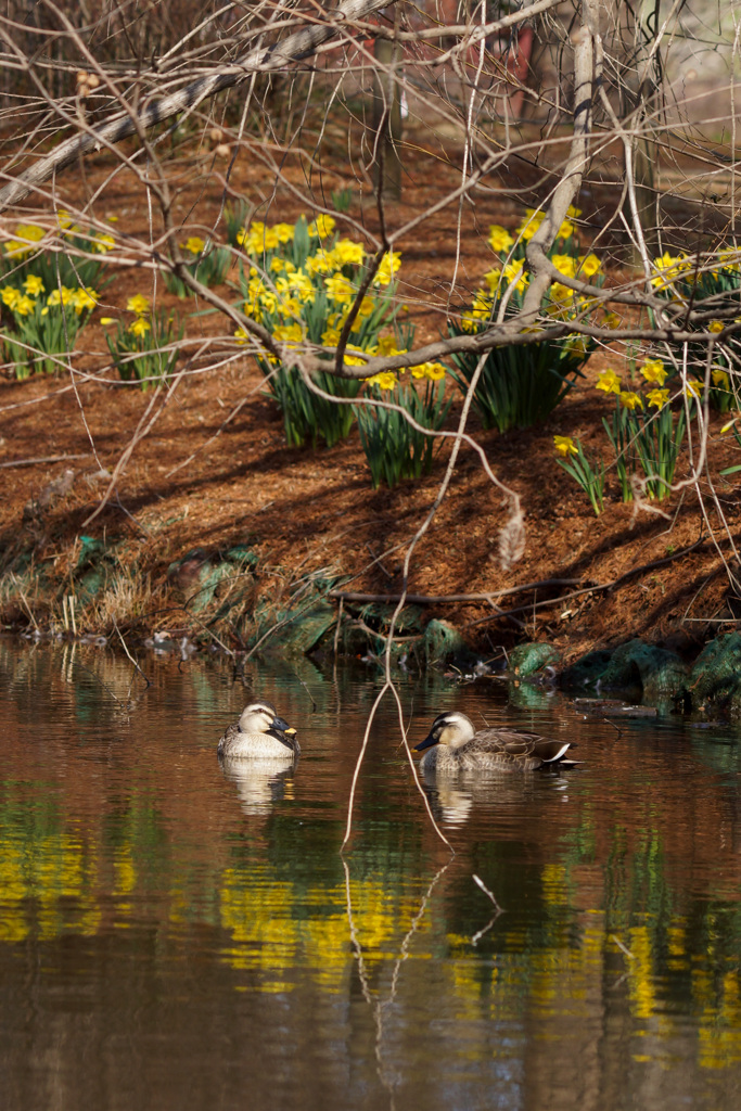水仙が咲く池