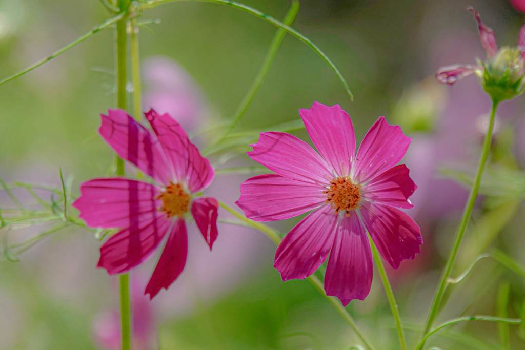 ミーのスケッチブック