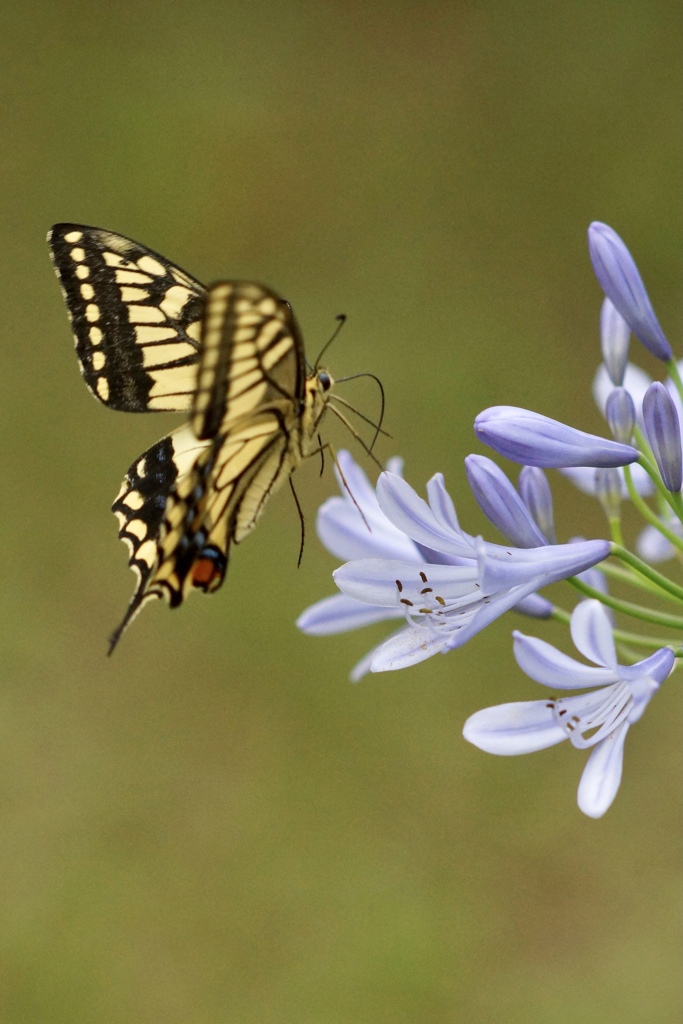 バタフライエフェクト