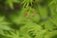 春のもみじ