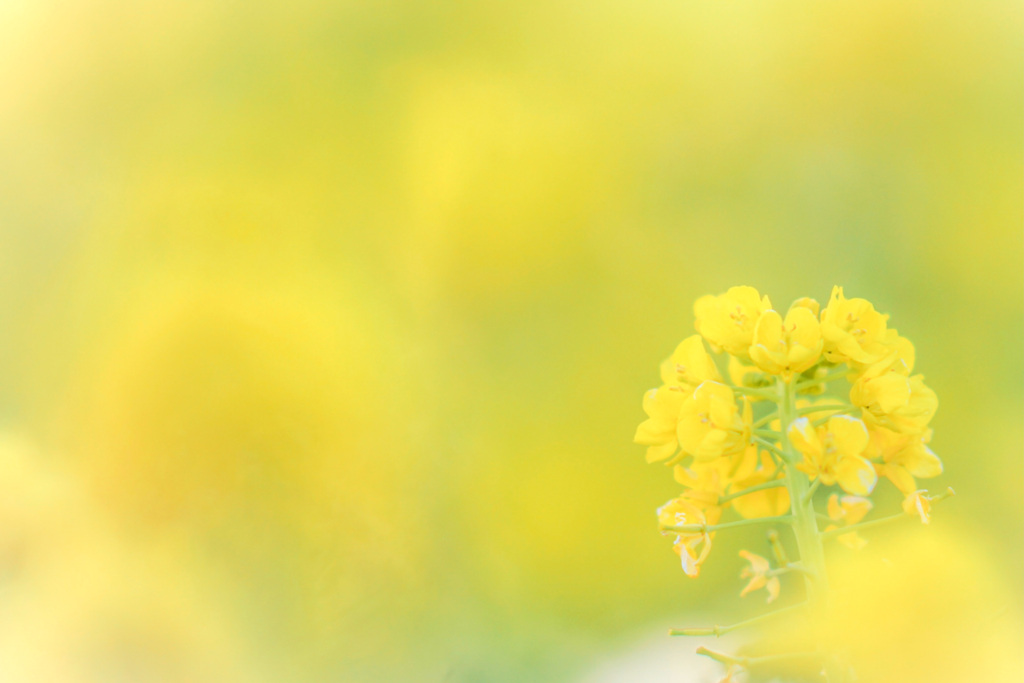 菜の花の咲く頃